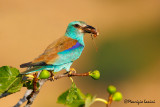 Ghiandaia marina , Roller