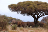Elefanti , African bush elephants