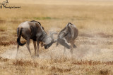 Gnu , Wildebeests