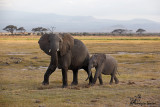 Femmina con piccolo dellanno , Mother and cub