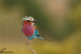 Ghiandaia pettolilla , Lilac breasted roller