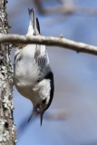 White-breasted Nuthatch