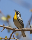 Yellow-throated Warbler