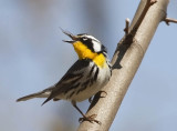 Yellow-throated Warbler