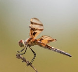 Halloween Pennant