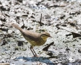 Northern Waterthrush