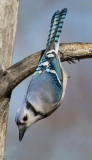 Blue Jay