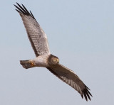 Northern Harrier