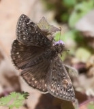 Juvenals Duskywing