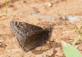 Juvenals Duskywing