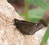 Dusted Skipper