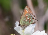 Olive Juniper Hairstreak