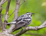 Black-and white Warbler