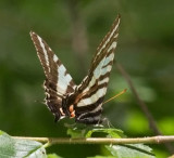 Zebra Swallowtail