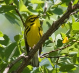 Prairie Warbler