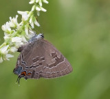 Banded Hairstreak