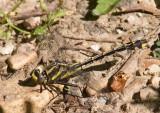 Ozark Clubtail