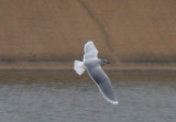 Little Gull