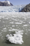 Tracy Arm Fjord, more and more ice