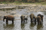 Elephant orphanage