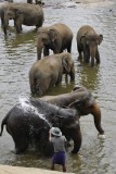 Elephant orphanage