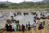 Elephant orphanage