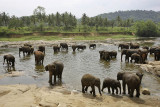 Elephant orphanage