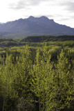 Denali National Park