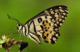 Common Lime Butterfly