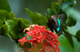 Banded Peacock