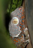 Shedding Tokay Gecko