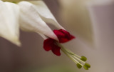 Bleeding Heart Vine