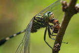 Green Marsh Hawk