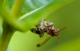 Paper wasp