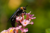 Scoliid wasp