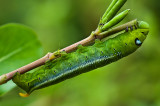 Caterpillar Hawk Moth