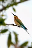 Blue-tailed Bee-eater