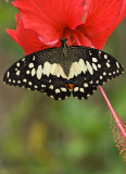 Common Lime Butterfly
