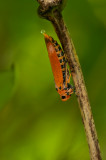 Orange-ded leafhopper