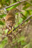 Thick-billed Warbler