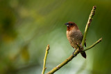 Scaly-breasted Munia