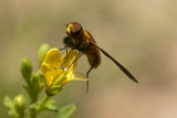 Hoverfly