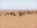 Camels Travel in Herds