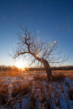 Old cottonwood with lens flare.jpg