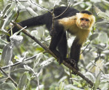 Wild Capuchin monkey 