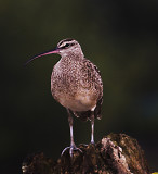 0303 bird in Costa Rica