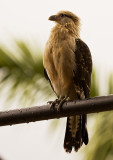 0398 bird in Costa Rica