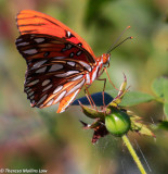 7744 Butterfly Visitor