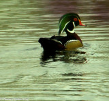 1271 Duck at Deer Lake