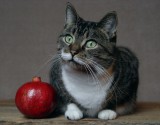 Cat named Mojo+ pomegranate